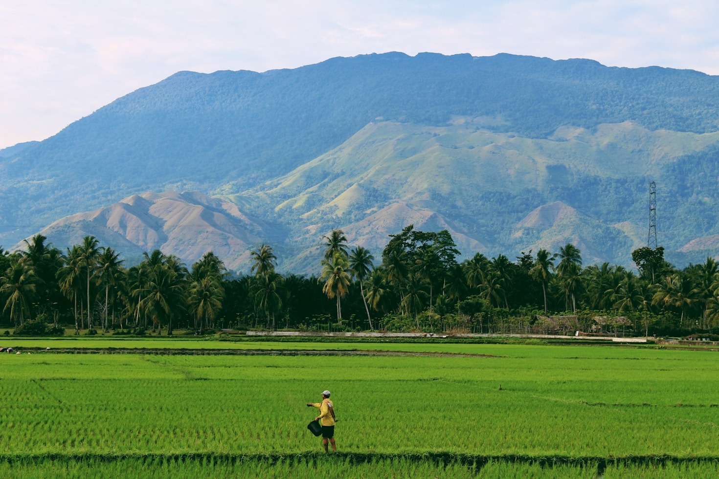 The Journey of Rice: From Field to Table